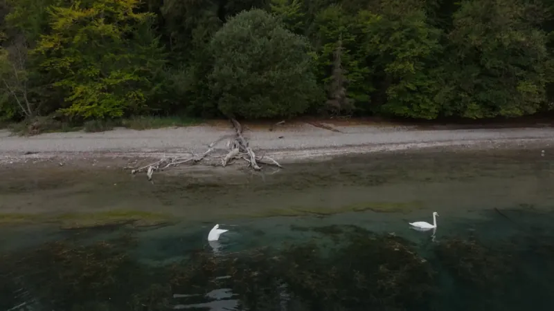 Luftaufnahme am Bodensee: zwei Schwäne im türkisen Flachwasser vor einem Kiesufer mit Treibholz und Wald