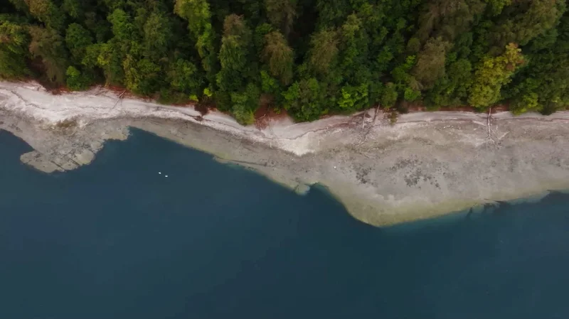 Drohnenaufnahme senkrecht von oben auf das Bodenseeufer: Wald, heller Kiesstrand mit Treibholz und blaues Wasser mit zwei Schwänen